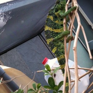 Member Album by flyty808