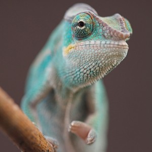 Member Album by Visionwild