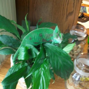 Member Album by betenat