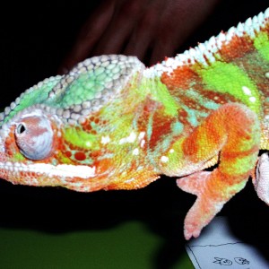 Member Album by skittles22