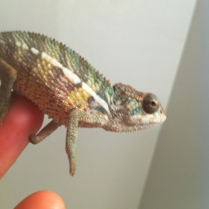 Member Album by Ryans reptile room