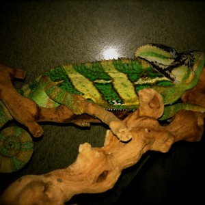 Member Album by meghan6164