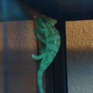 Member Album by sophiechameleon