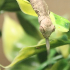 Member Album by theAfamily