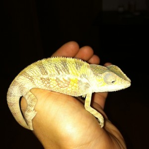 Member Album by Robyrango