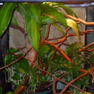 Member Album by kalber