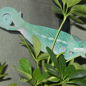 Member Album by NBWinston