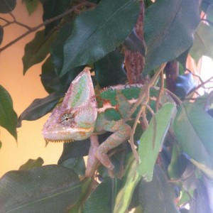 Member Album by rachandade