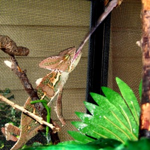 Member Album by aidancgonzalez