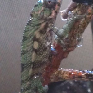 Member Album by madden