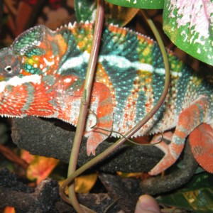 Member Album by coltontant