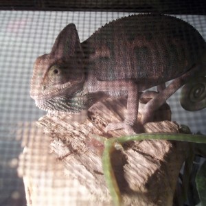 Member Album by hollycham