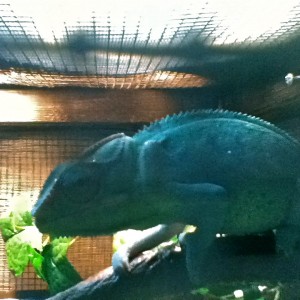 Member Album by jeremylee33