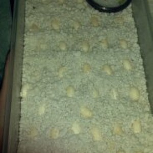 Member Album by only1leroy