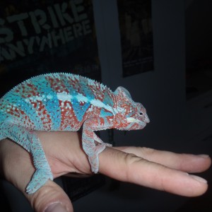 Member Album by alexhendrix