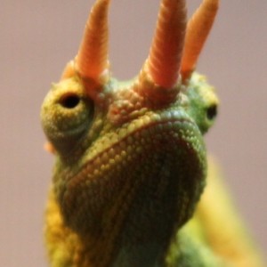 Member Album by JackJack