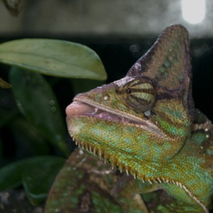 Member Album by Specialf