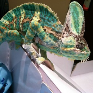 Member Album by ikamelioni