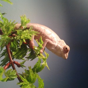 Member Album by Jose Velazquez