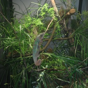 Member Album by chefblue