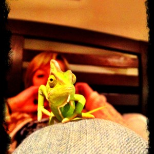 Member Album by Charlesthechameleon