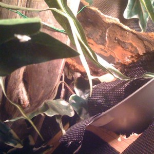 Member Album by Jrfstacks