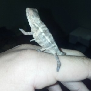 Member Album by brianrapisarda