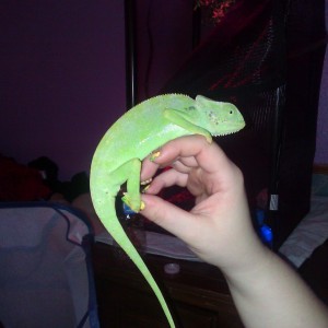 Member Album by juju