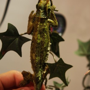 Member Album by jacksontrident