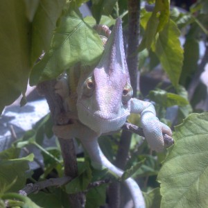 Member Album by MrScowt