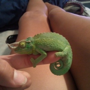 Member Album by ThorIsMyChameleon