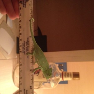 Member Album by AlecWade