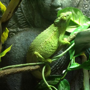 Member Album by KirbyTheCham