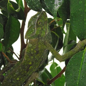 Member Album by Nezihi