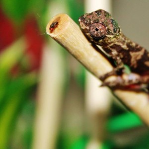 Member Album by micwheelin