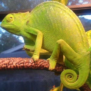 Member Album by Esperanzas Momma