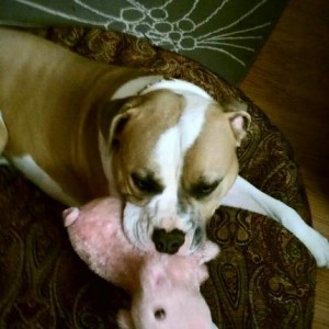 Member Album by griddle