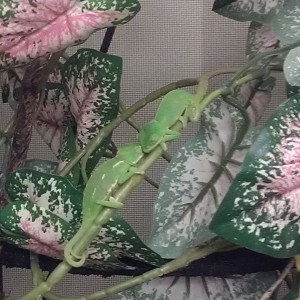 Member Album by malsick86