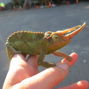 Member Album by christinecollins87