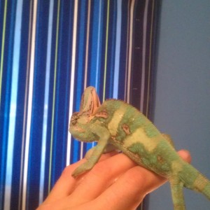 Member Album by mathew