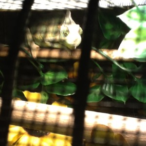 Member Album by Rango183