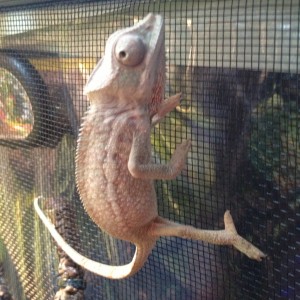 Member Album by Shaolin Chameleon