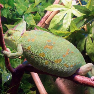 Member Album by no1biggestbrat