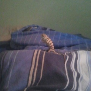 Member Album by nicke1