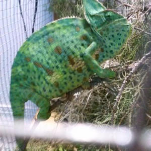 Member Album by FLsnowman