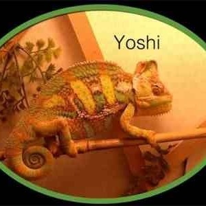 Member Album by YoshisMummy2012