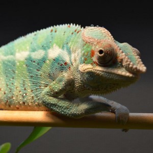 Member Album by midcoastchameleon