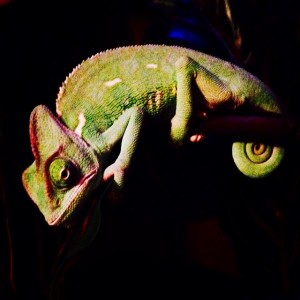 Member Album by AndytheChameleon