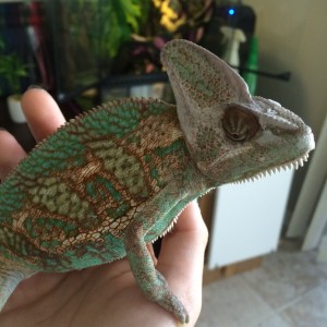 Reptar