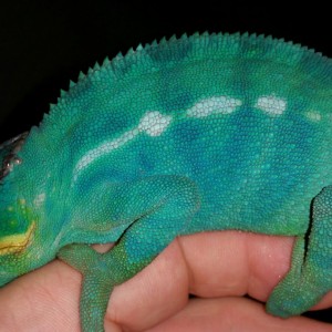 Mr. Teal